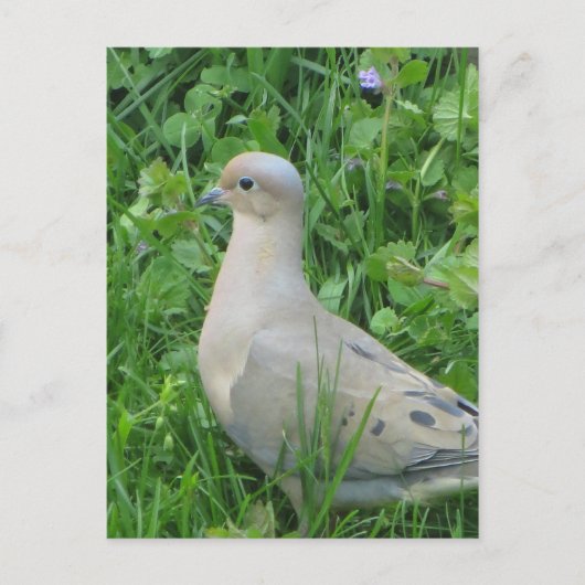 Mourning Dove Briefkaart (Voorkant)