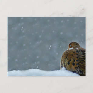 Mourning Dove Briefkaart