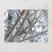 Mourning Dove Briefkaart (Voorkant)