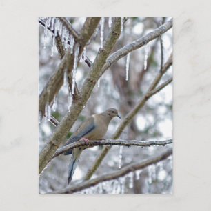Mourning Dove Briefkaart