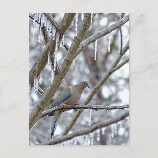 Mourning Dove Briefkaart (Voorkant)