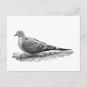 Mourning Dove Briefkaart