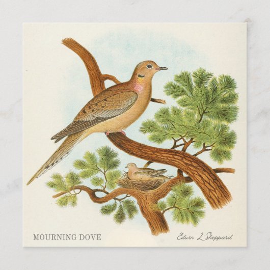 Mourning Dove by Edwin L. Sheppard (Voorkant)