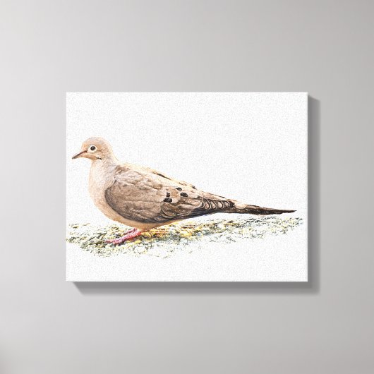 Mourning Dove Canvas Afdruk (Voorkant)