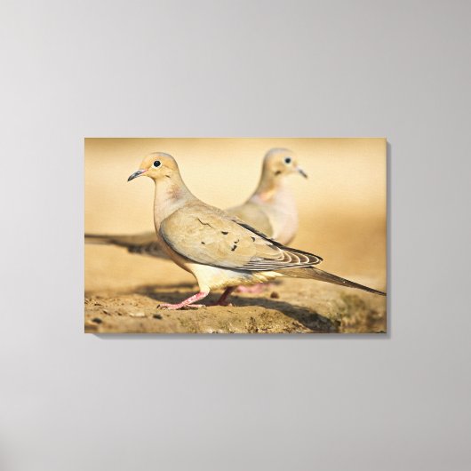 Mourning Dove Canvas Afdruk (Voorkant)