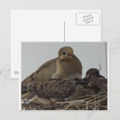 Mourning Dove Family Briefkaart (Voorkant / Achterkant)