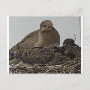 Mourning Dove Family Briefkaart