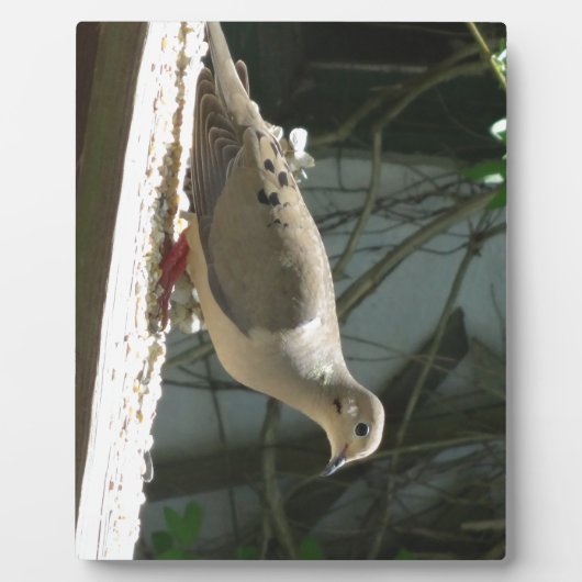 Mourning Dove Fotoplaat (Voorkant)