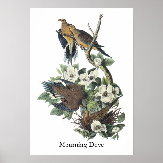 Mourning Dove, John Audubon Poster (Voorkant)