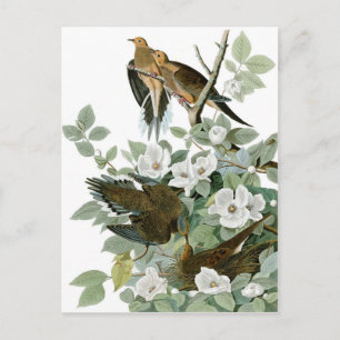 Mourning Dove, John James Audubon Fine Briefkaart