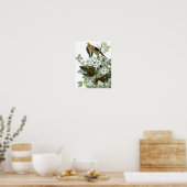 Mourning Dove, John James Audubon Poster (Keuken)