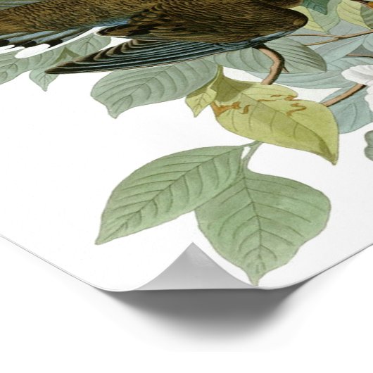 Mourning Dove, John James Audubon Poster (Hoek)