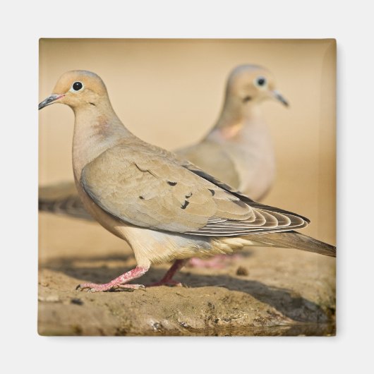 Mourning Dove Magneet (Voorkant)