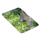 Mourning Dove Magneet (Rechterzijde)