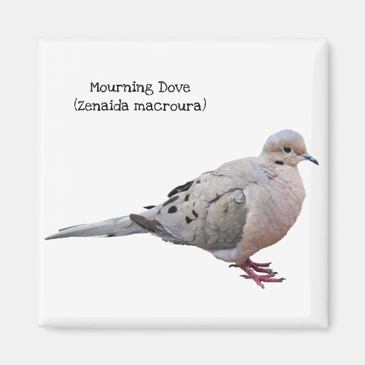 Mourning Dove Magneet (Voorkant)