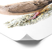 Mourning Dove Poster (Hoek)