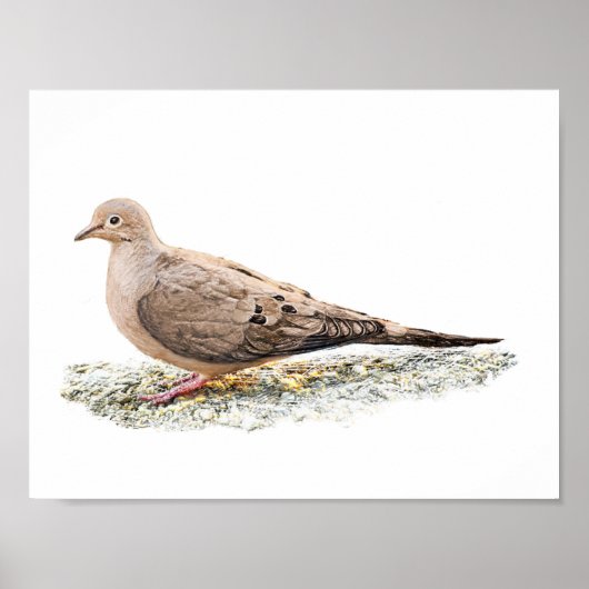 Mourning Dove Poster (Voorkant)