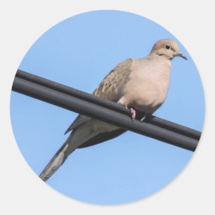 Mourning Dove Ronde Sticker