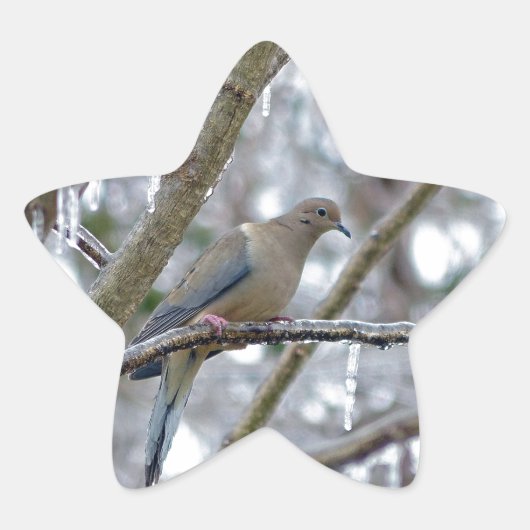 Mourning Dove Ster Sticker (Voorkant)