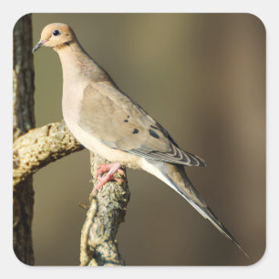 Mourning Dove Sticker
