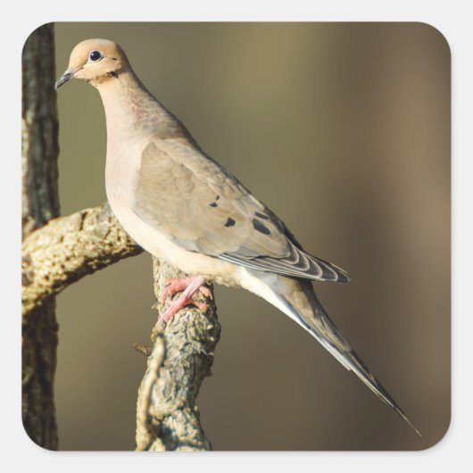 Mourning Dove Sticker (Voorkant)