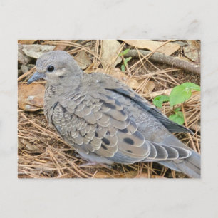 Mourning Dove Uitnodiging Briefkaart