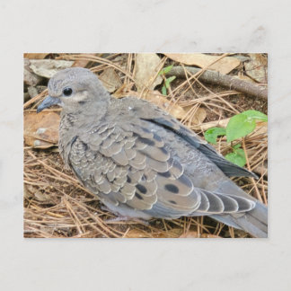 Mourning Dove Uitnodiging Briefkaart