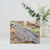 Mourning Dove Uitnodiging Briefkaart (Staand voorkant)