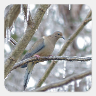 Mourning Dove Vierkante Sticker
