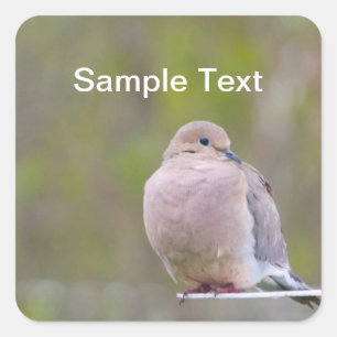Mourning Dove Vierkante Sticker