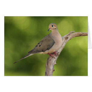 Mourning Dove, Zenaida macroura
