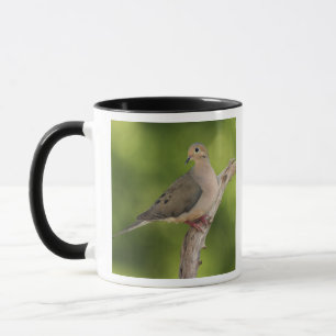 Mourning Dove, Zenaida macroura Mok