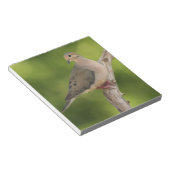 Mourning Dove, Zenaida macroura Notitieblok (Schuin)
