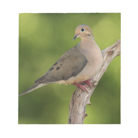 Mourning Dove, Zenaida macroura Notitieblok (Voorkant)