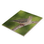 Mourning Dove, Zenaida macroura Tegeltje (Zijkant)