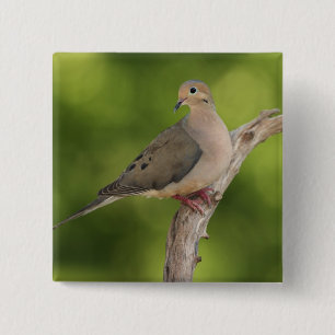 Mourning Dove, Zenaida macroura Vierkante Button 5,1 Cm