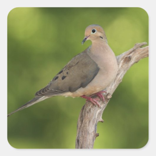 Mourning Dove, Zenaida macroura Vierkante Sticker (Voorkant)