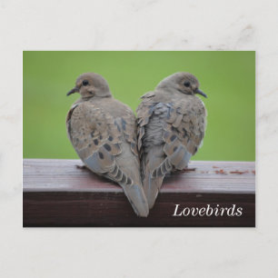 Mourning Doves Briefkaart