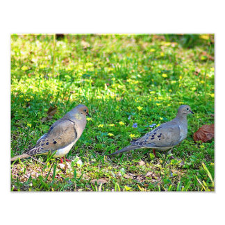 Mourning Doves Foto Afdruk