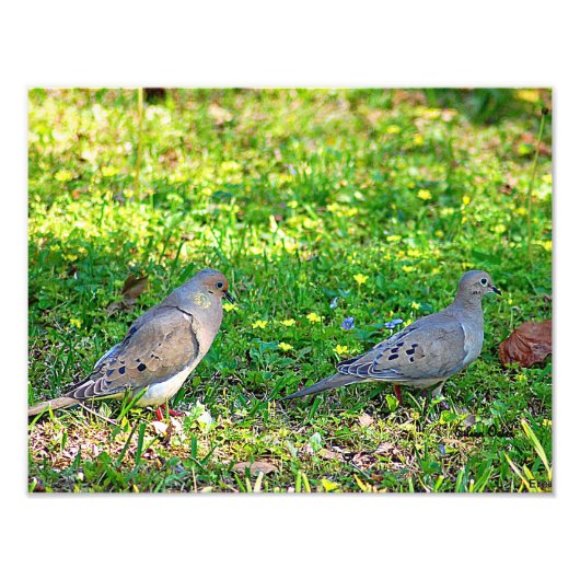 Mourning Doves Foto Afdruk (Voorkant)