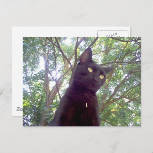 Mouschi Briefkaart (Voorkant / Achterkant)