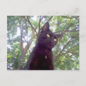 Mouschi Briefkaart (Voorkant)