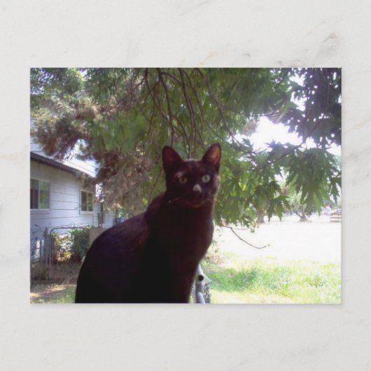 Mouschi Briefkaart (Voorkant)