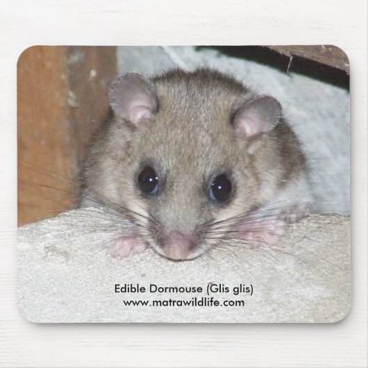 Mousepad "Eetble Dormouse" Muismat (Voorkant)