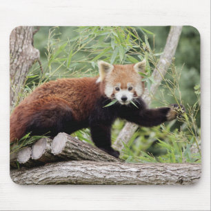 Mousepad. Foto: rode panda. Panda roux. dieren. Muismat