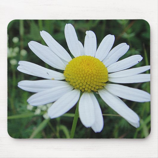 Mousepad weisse Margeritenblüte Muismat (Voorkant)