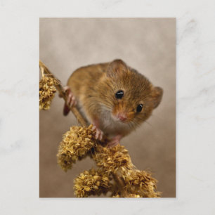 Mousie Briefkaart