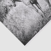 Mousseline Beau papier de fond noir et blanc (Détail)