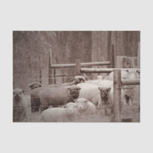 Mousseline Calme et repos du troupeau de moutons sur papier d