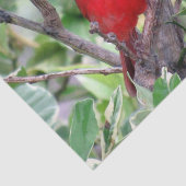 Mousseline Cardinal dans un citron - Papier Tissu (Détail)